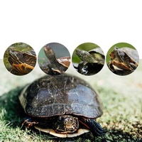 NOMO Plateforme flottante rectangulaire en plastique écologique pour parc d'attractions, grande plateforme de baignade pour tortues, rampe, perchoir d'escalade, échelle, pont flottant, tout-en-un