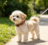Collier pour animaux de compagnie en cuir PU réglable, orné de perles de pierres précieuses classiques faites à la main, avec collier en cristal pour chats et chiens, cadeau pour les amoureux des animaux