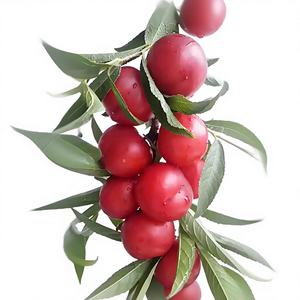 Extracto de Frutos de Prunus Humilis en Polvo de Alta Calidad y Alto Contenido 10:1, Polvo Soluble en Agua de Prunus Humilis, Grado Alimenticio - Product Image 2