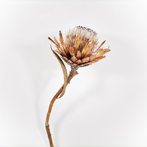 Verano flora Yunnan venta al por mayor y ramo <span class=keywords><strong>de</strong></span> <span class=keywords><strong>flores</strong></span> frescas para la decoración <span class=keywords><strong>de</strong></span> la casa <span class=keywords><strong>de</strong></span> <span class=keywords><strong>flores</strong></span> secas protea - Product Image 5