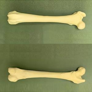 Canine Femur Model Dog Femur Bone for Veterinary Surgical Practice Teaching - Product Image 4
