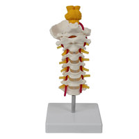 Modelo Anatómico Cervical Avanzado DARHMMY - 7 Vértebras con Hueso Occipital y Tronco Cerebral para Educación Médica