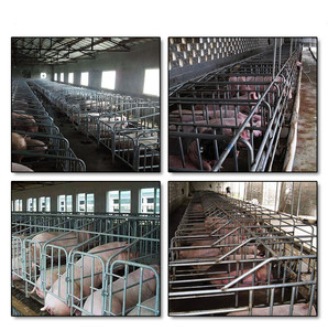 Thiết bị cho chăn nuôi và Chăn Nuôi Lợn nhúng nóng mạ kẽm Ống lợn đôi lợn nái đẻ giường để bán - Product Image 6