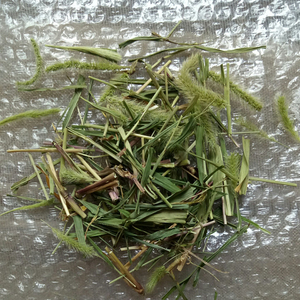 Esen foxtail cuts Grass Ried hierba entera de Setaria <span class=keywords><strong>viridis</strong></span> para hierba - Product Image 6