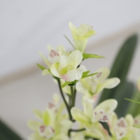 Fleur d'orchidée de sang faite à la main, plante d'importation, orchidée cymbidium, à vendre pour la décoration de jardin, fleur au toucher réel
