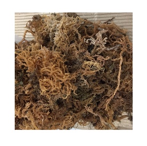 Eucheuma Cottonii - Eucheuma Spinosum - Eucheuma Gelatinae (Ms.Sandy) - Product Image 1