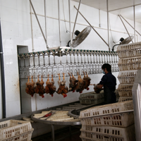 Ligne de traitement de volailles en acier inoxydable de qualité alimentaire, équipement entièrement automatique pour l'abattage de poulets, canards et oies