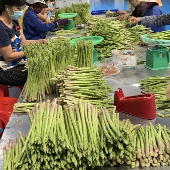 Grosir Sayuran Asparagus Segar dari Vietnam-WhatsApp 0084 989 322 607