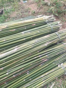 Estacas de Bambú Agrícolas Ecológicas para Soporte de Plantas de Tomate, Cañas de Bambú Naturales, Fábrica de Vietnam - Product Image 6