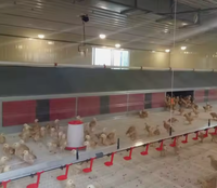 Nichoirs à œufs pour poules, conception personnalisée, construction de nichoirs à œufs pour volailles, boîte à œufs à roulement