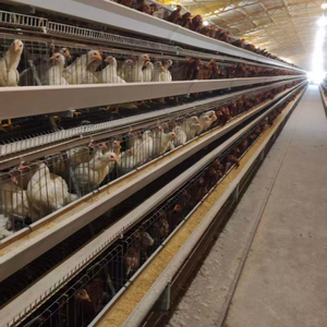 Jaula para Pollos Tipo H de Alta Resistencia, Acero Galvanizado por Inmersión en Caliente, Larga Duración, Resistente a la Corrosión - Product Image 5