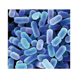 Lactobacillus Plantarum PM-A0087(A87) Raw Material Pet Nutrition Prebiotics And Probiotics