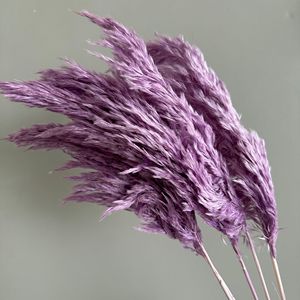 Herbe de la pampa séchée en gros, 29 couleurs, décorations pour la <span class=keywords><strong>maison</strong></span>, grandes décorations pour la <span class=keywords><strong>maison</strong></span> en herbe de la pampa - Product Image 2