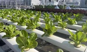 Hydroponics Indoor Vertical CEA Planting <b>Rack</b> Shelf Small Greenhouse Grow Leafy Green Fruit Vegetables Easily Assembled Hydropon - Product Image 5