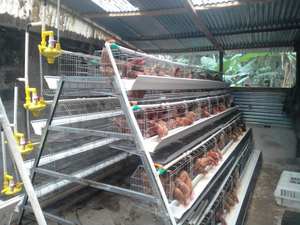 Cage à batterie neuve pour 1000 poulets Levage italien - Product Image 5