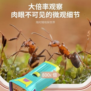 Children Handheld <b>Portable</b> <b>Microscope</b> 800X Magnification For Science Exploration Outdoor Use - Product Image 3