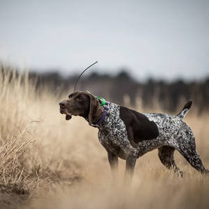 Collar de Rastreo GPS Inalámbrico para Perros de Caza X20 con Satélite Beidou, para Todas las Estaciones, Sin Consumo de Señal, Hecho en China - Product Image 2