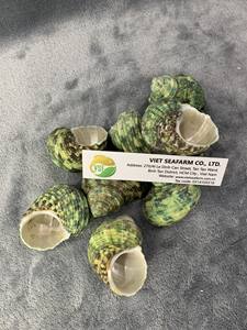 Conchas marinas orgánicas pulidas superventas vietnamitas para decoración del hogar estilo de imitación antiguo recuerdo de alto estándar exportación caliente - Product Image 5