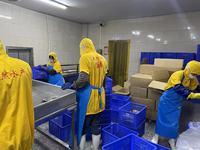 Rond entier de poisson de tilapia noir frais congelé à vendre 300-500g et 800g jusqu'à Tilapia