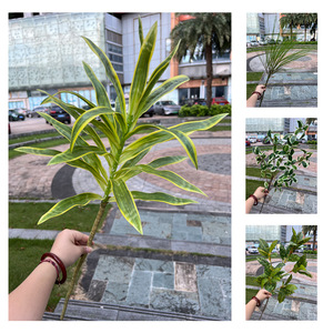 ต้นไม้ประดิษฐ์สีเขียวพร้อมใบมังกร ใบตาข่าย ใบทรานเดสคานเทีย เซบรินา ลิลลี่ แบมบู ขนาด 30 ซม.-100 ซม. สำหรับตกแต่งงานแต่งงาน - Product Image 5