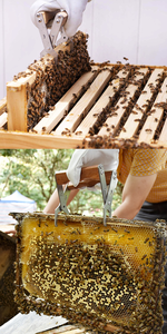 Apicultura Beekeeping Equipment Hive <strong>Tool</strong> Hive <strong>Clip</strong> - Product Image 6