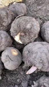 Farine de konjac de haute qualité Glucomannane <span class=keywords><strong>Mannan</strong></span> Poudre Épaississant de qualité alimentaire Farine de konjac à haute teneur en matières grasses - Product Image 2