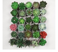 Plantes succulentes artificielles pour intérieur, mini-bonsaïs en pot, combinaison de plantes succulentes simulées pour bureau