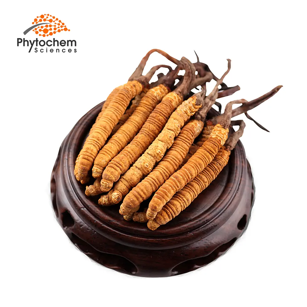 Hot Sale Manufacturer Wholesale cordyceps For Nutritional Supplements
