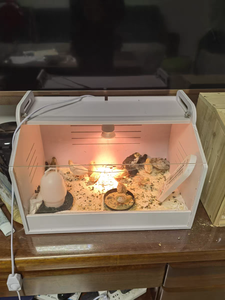 Yenidoğan civciv ördek bıldırcın kuş küçük hayvanlar manuel kuluçka yetiştiriciliği tavuk civciv Brooder kafes kutusu <span class=keywords><strong>PVC</strong></span> bıldırcın üreme kafesi - Product Image 5