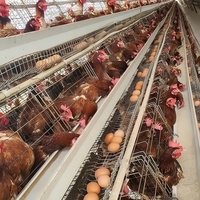 Installation DIY d'une cage à volailles de type 3 niveaux pour 96 oiseaux avec manuel