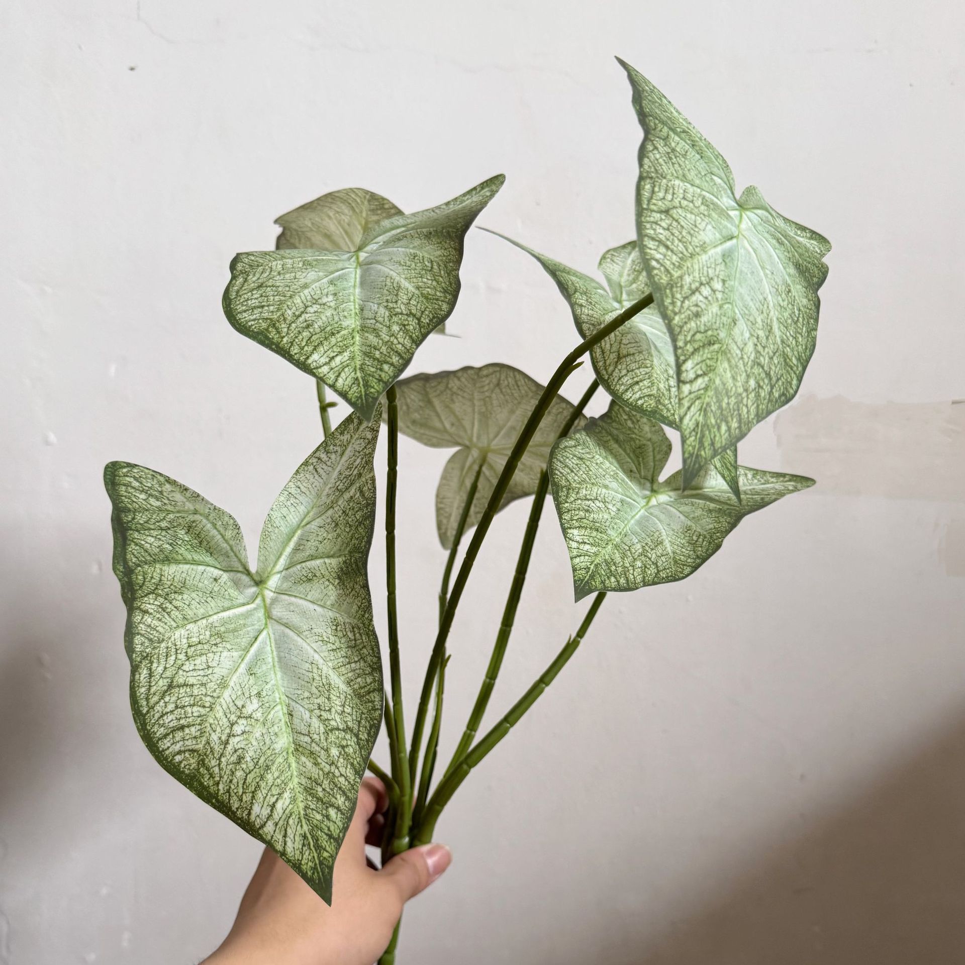 7 foglie di alocasia biforcate con verde variegato
