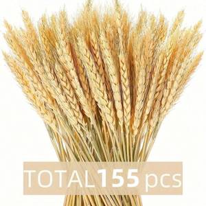 <span class=keywords><strong>ก้าน</strong></span>ข้าวสาลีแห้ง 155 <span class=keywords><strong>ก้าน</strong></span> ดอกไม้แห้งจากข้าวสาลีธรรมชาติ สำหรับตกแต่งบ้าน ห้องครัว งานแต่งงาน งานเลี้ยง ตกแต่งโต๊ะ จัดแจกัน พวงหรีดเก็บเกี่ยว สไตล์โบโฮ - Product Image 5