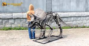 <span class=keywords><strong>Esqueleto</strong></span> de Dinosaurio <span class=keywords><strong>Triceratops</strong></span> 3D Realista para Exhibición en Museo, MY DINO DS-143 - Product Image 4