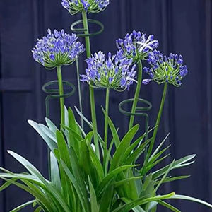 Protective Design For <b>Plants</b> Iron <b>Support</b> Rods Climbing <b>Frame</b> 20 Piece Set Enhanced <b>Plant</b> Stability Long-Lasting Performance - Product Image 5