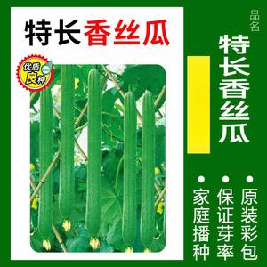 ผักพันธุ์ดี ให้ผลผลิตสูงและออกผลเร็ว เหมาะสำหรับปลูกตกแต่งสวนดอกไม้ - Product Image 3