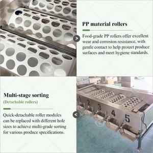 Machine de calibrage et de tri par poids et lavage pour dattes, grenades, fruits, bulbes d'ail de petite taille, capacité 5 tonnes/heure - Product Image 4