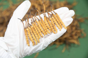 Penjualan laris jamur ulat Cina Cordyceps Sinensis kering harga 1KG Cordyceps - Product Image 3