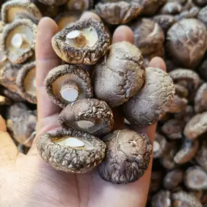 Hongo negro agrícola chino vendedor caliente seta Shiitake seca a granel para las ventas