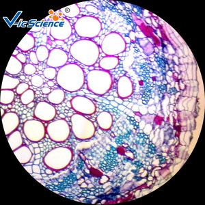 Factory direct supply: Broad bean root cross section, biological slide, <b>microscope</b> slide specimen, teaching and experimental - Product Image 3