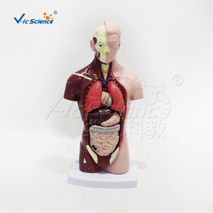 Modèle de torse en 7 parties de 26 cm, affichant les structures des organes internes ; équipement de formation en anatomie pour les écoles de médecine. - Product Image 2