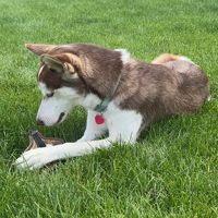 Jouet à mâcher pour chat en feutre de laine naturelle, écologique, durable, en forme d'écureuil, jouet de dentition pour chiot, réduit l'ennui, jouet interactif pour animaux de compagnie