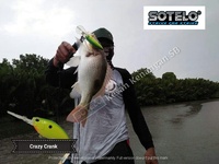 Umpan Pancing Casting dan Trolling Sotelo [Platinum] Advance Fishing Sensation 80mm 22g Crazy Crank 80F Deep Diver