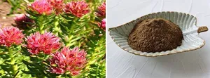 Cung cấp Nhà Máy Rhodiola Rosea chiết xuất 3% <span class=keywords><strong>salidroside</strong></span> với giá tốt nhất - Product Image 3