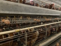 Système d'équipement de type A, cages à poules à étages, machine d'élevage avicole automatique pour la production d'œufs