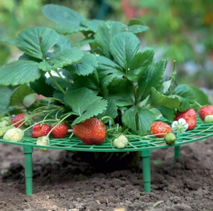 Supports pratiques pour fraises, treillis de jardinage vert, <span class=keywords><strong>support</strong></span> de plantes grimpantes, <span class=keywords><strong>support</strong></span> de fleurs de jardin - Product Image 1