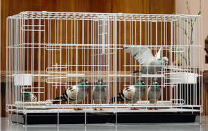 Cages de luxe modernes en acier inoxydable massif pour intérieur/extérieur, blanches, pour pigeons, vente directe en usine, tailles personnalisables, boîte de couleurs - Product Image 5