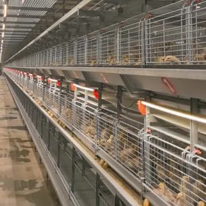 Jaula de cría de pollos de acero tipo H nueva y usada para jaulas de animales de <span class=keywords><strong>pollitos</strong></span> de 1 día para uso en granjas avícolas - Product Image 1