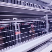 Vente directe usine : Système d'élevage automatique en batterie de type H en tôle galvanisée pour poules pondeuses à haute productivité