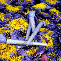 Lotus bleu égyptien biologique Nymphaea Caerulea |   Herbe aphrodisiaque pour fumer pré-roulé |   Thé aux fleurs pour le bien-être holistique