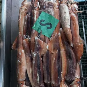 Calamar Illex Congelado de Origen Argentino de Nueva <span class=keywords><strong>Temporada</strong></span>, Calamar Illex Congelado Entero Capturado con Pesca de Palangre - Product Image 2